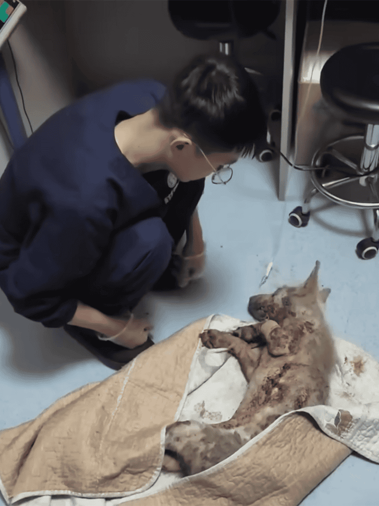 Close-up of veterinarian examining injured puppy in clinic.