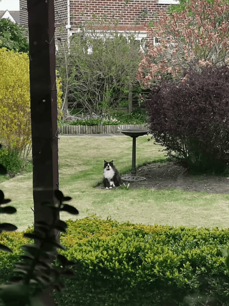 Dog outside in lush garden with shrubs and birdbath.