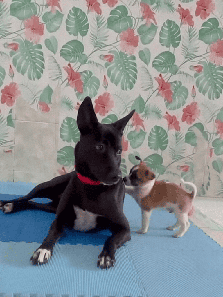 Dog training, puppies, dog behavior, training tips, pet care.