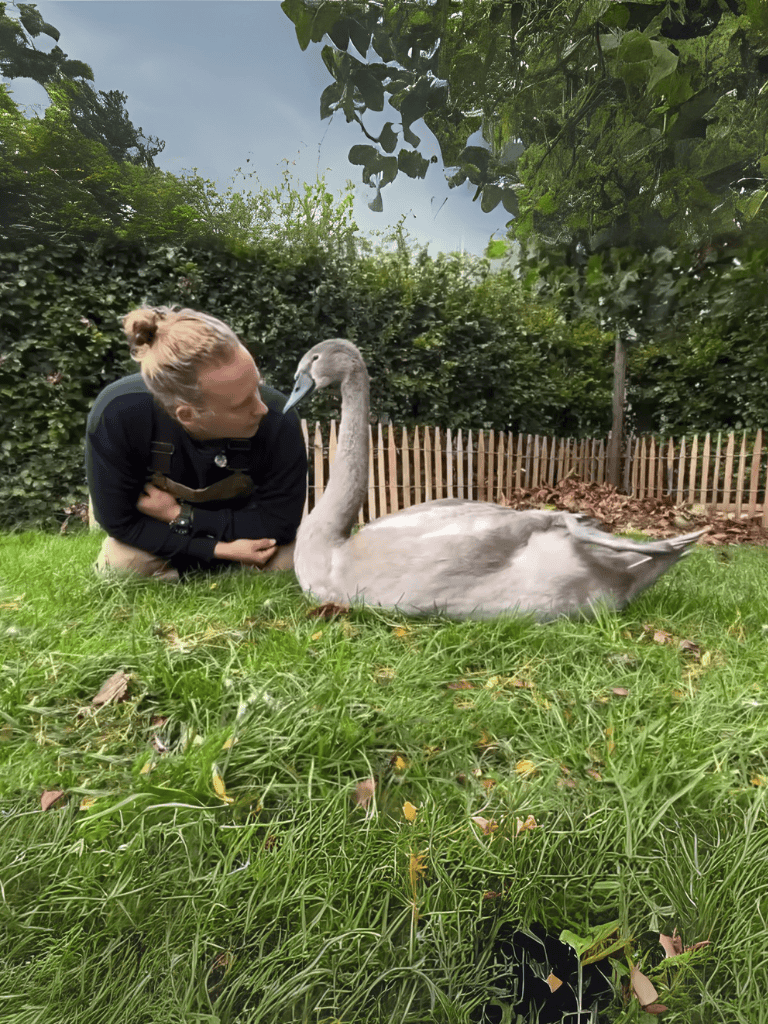 A person shares a tender moment with a graceful heron in a lush outdoor setting. Perfect for nature and pet lovers.
