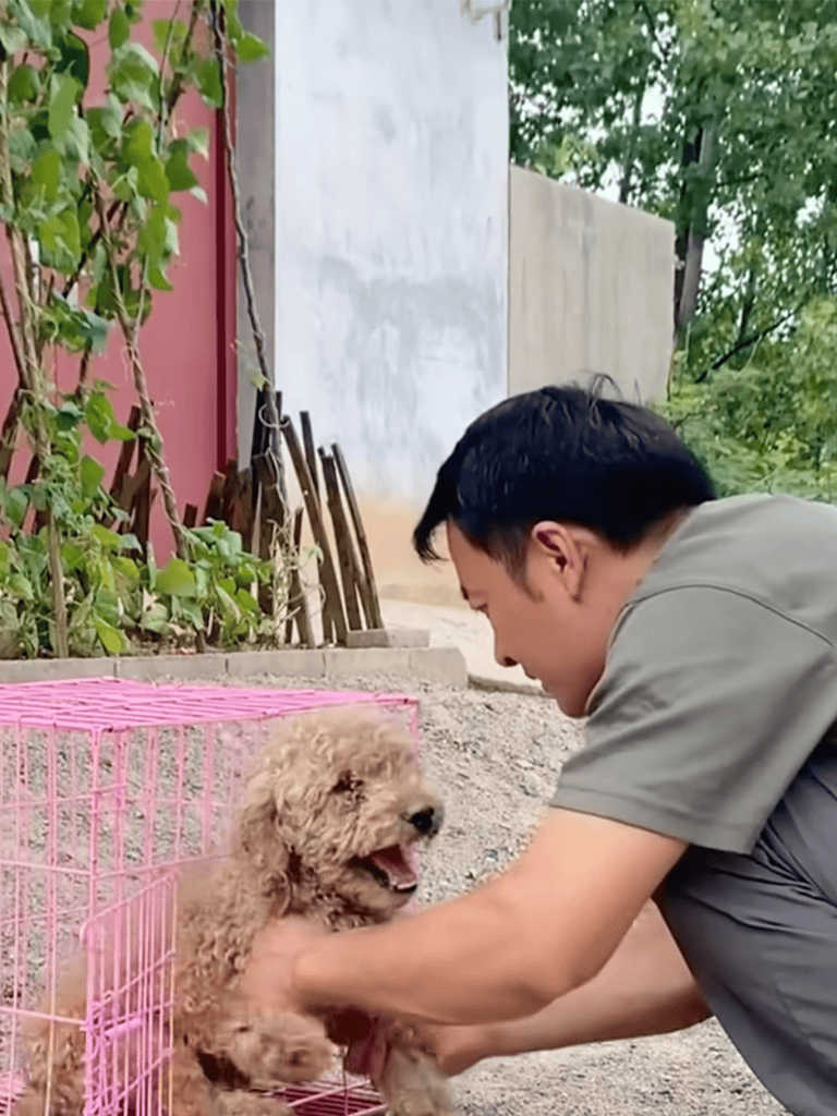 Cute poodle puppy with owner outside, joy and companionship.