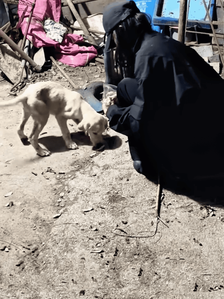 Dog rescue collaboration for dogs and puppies.