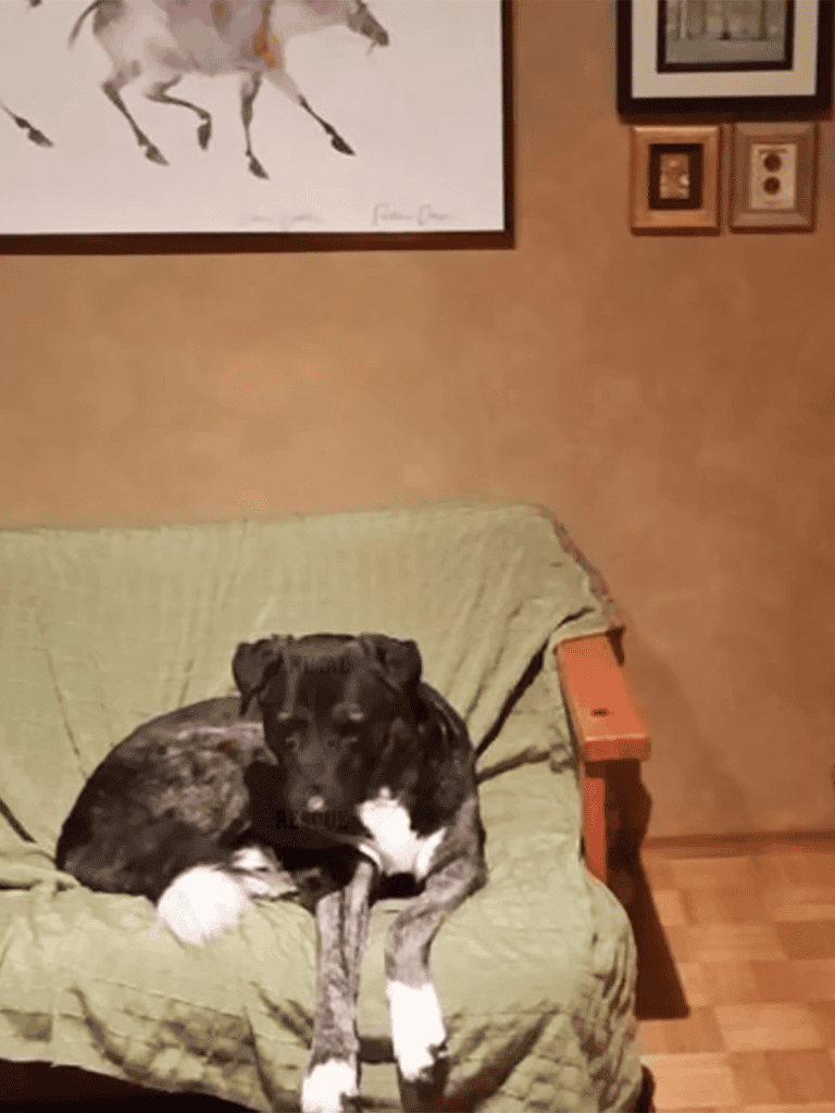 Adorable dog resting comfortably on a green blanket-covered couch in a warm, inviting living room.