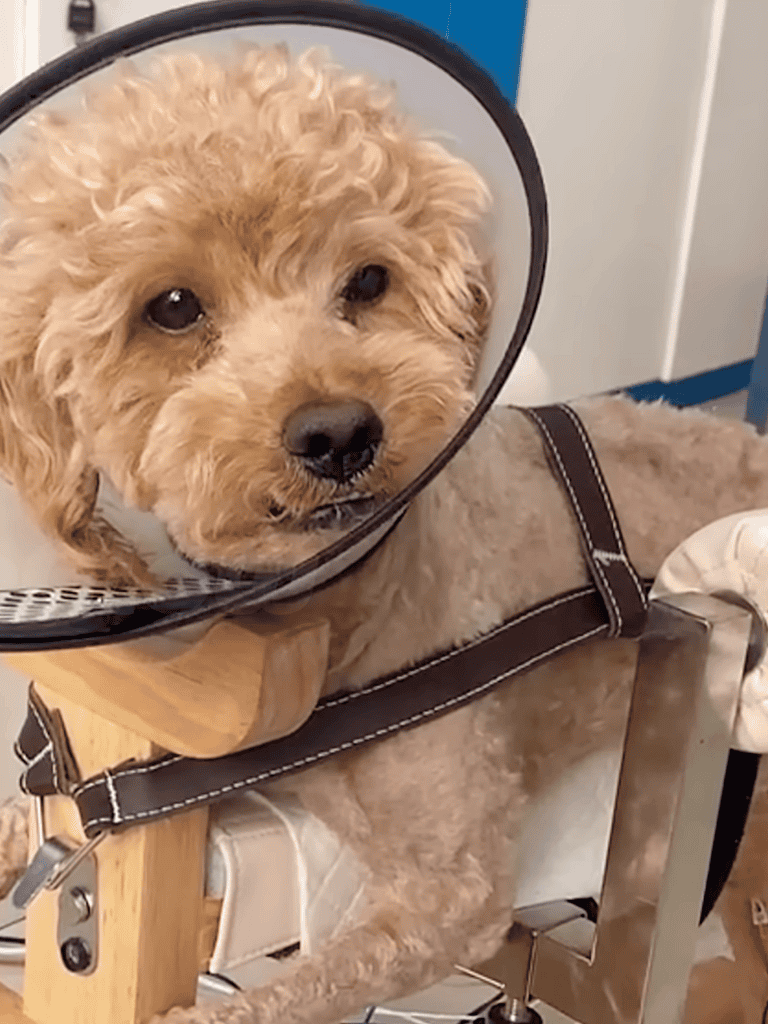 Pet Recovery Cone for Dogs, Soft & Comfortable.