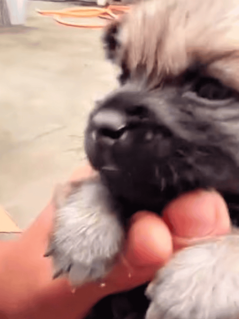 Adorable puppy gently biting a person's hand, showcasing playful and loving dog behavior.