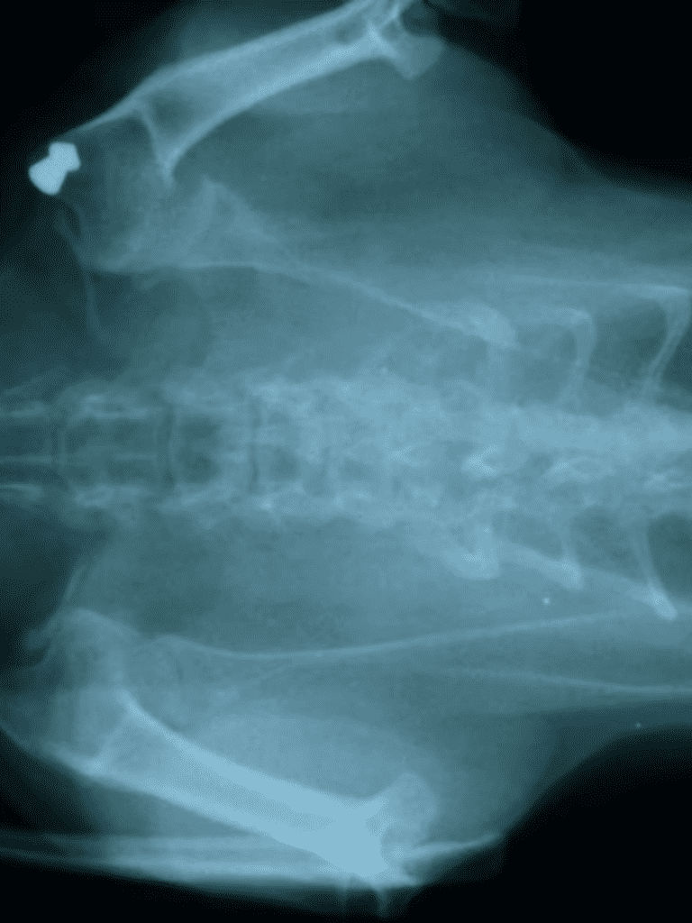 Dog skull X-ray with fracture diagnosis.