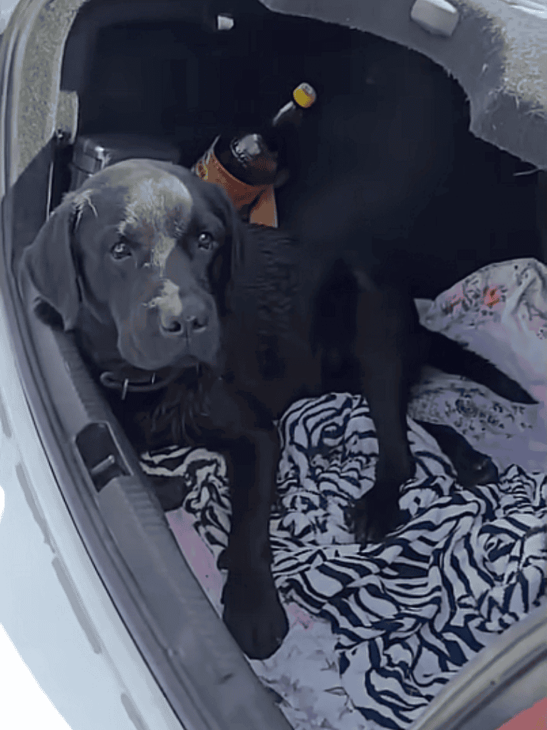 Cute black puppy sitting inside a car trunk with blankets and a bottle, ready for travel or a walk.