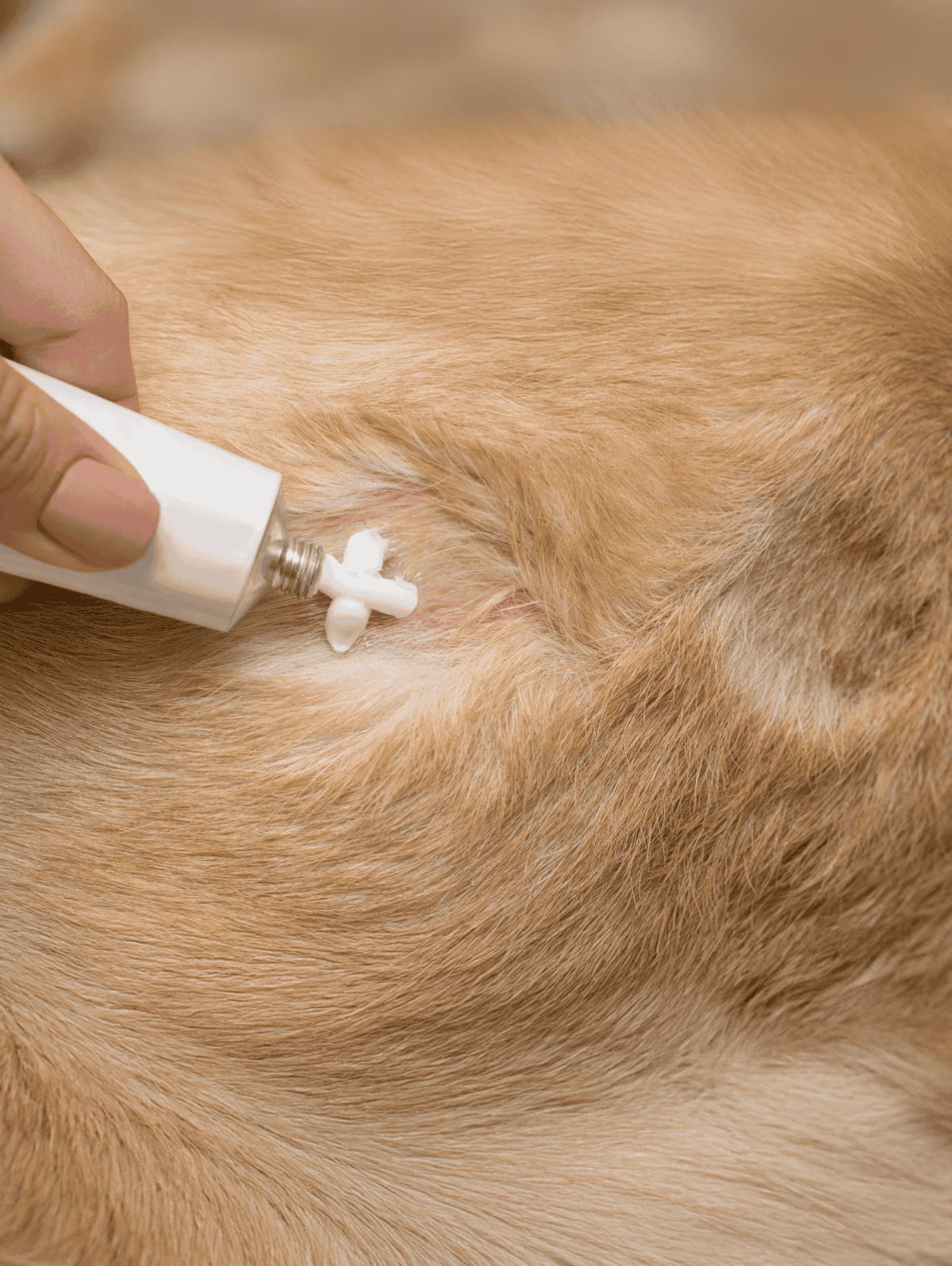 Dog skin allergy relief treatment applied to dog’s skin.
