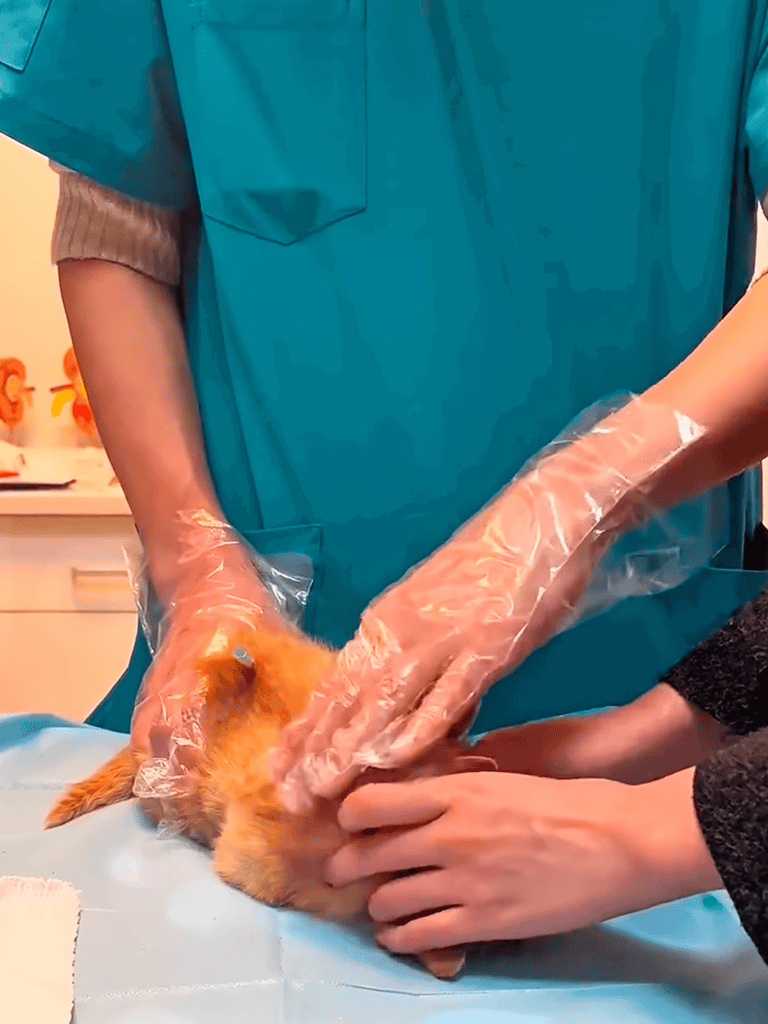 Emergency veterinarian tending to a dog.