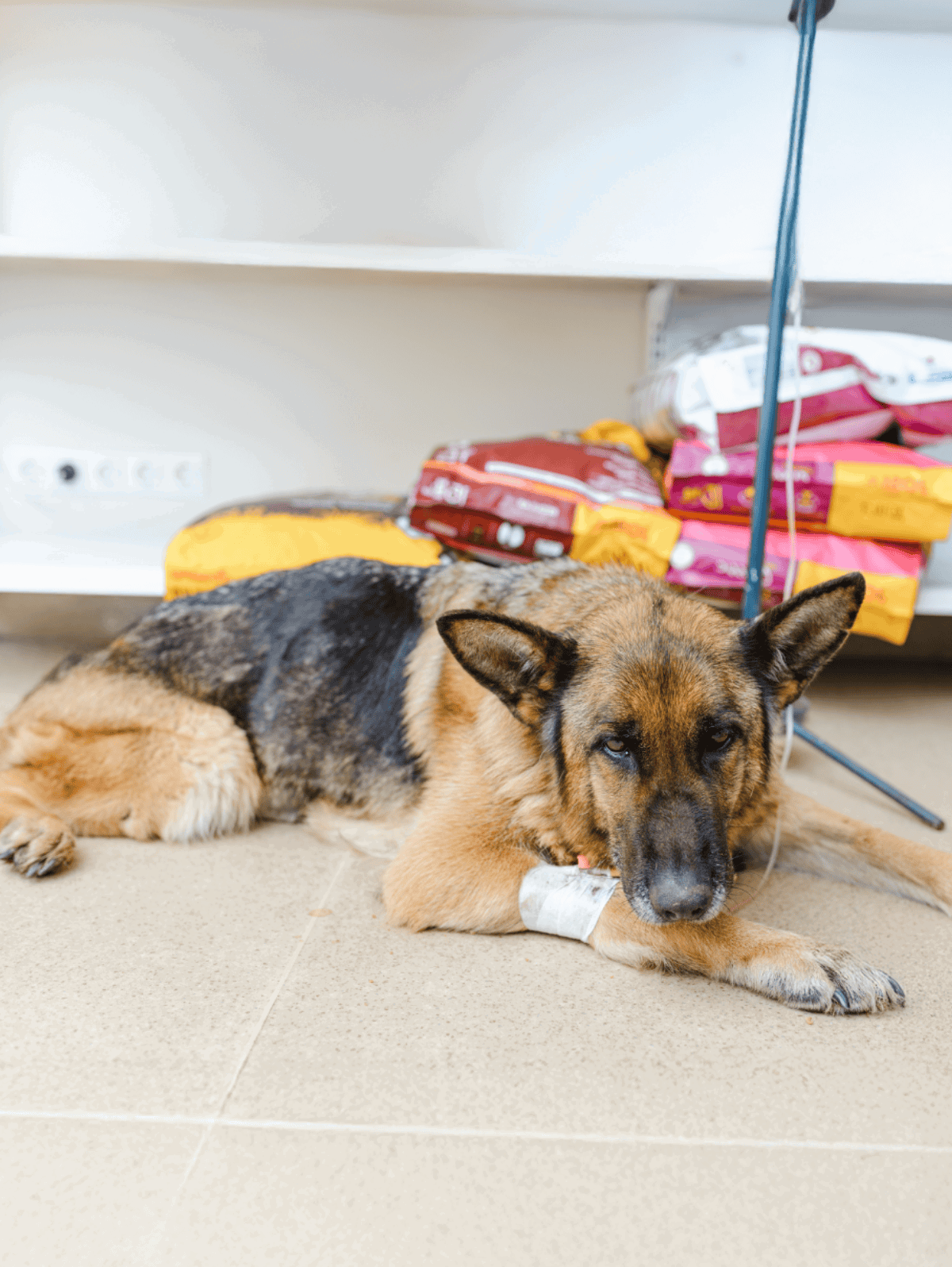 German Shepherd lying on the floor with a medical bandage, in a pet care center.