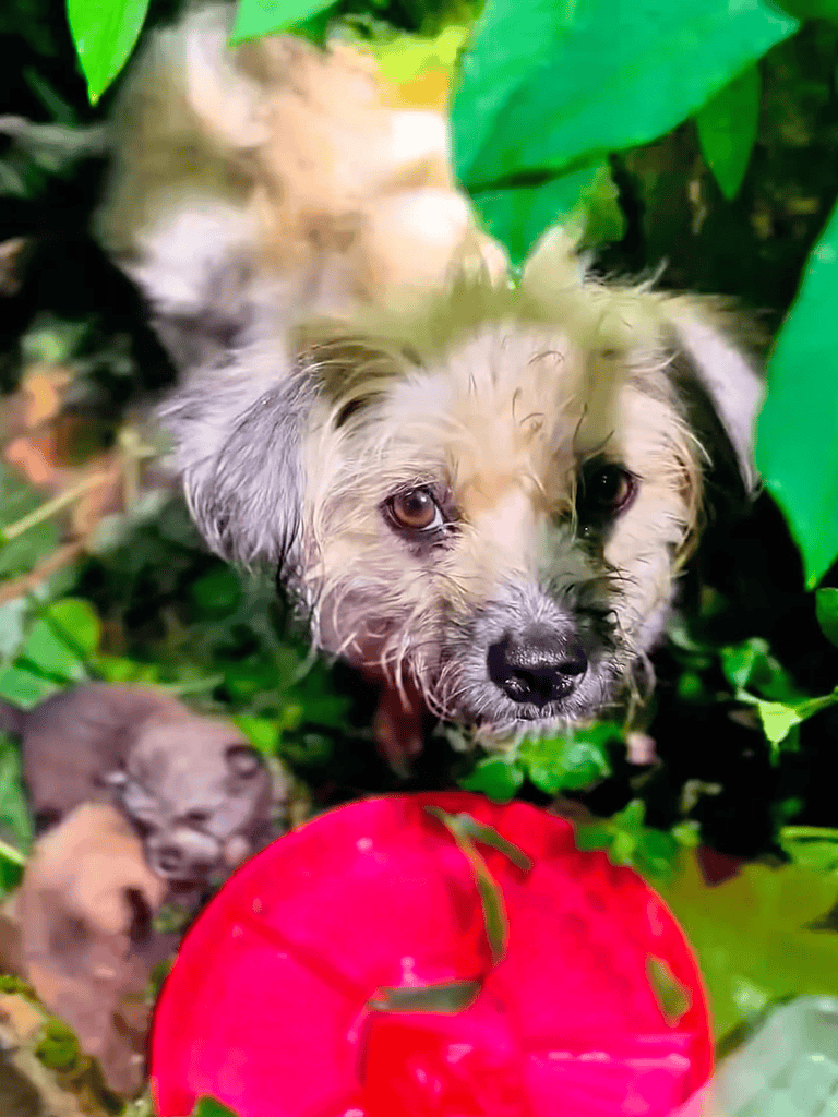Adorable puppy peeking through green leaves with a bright red frisbee outside.