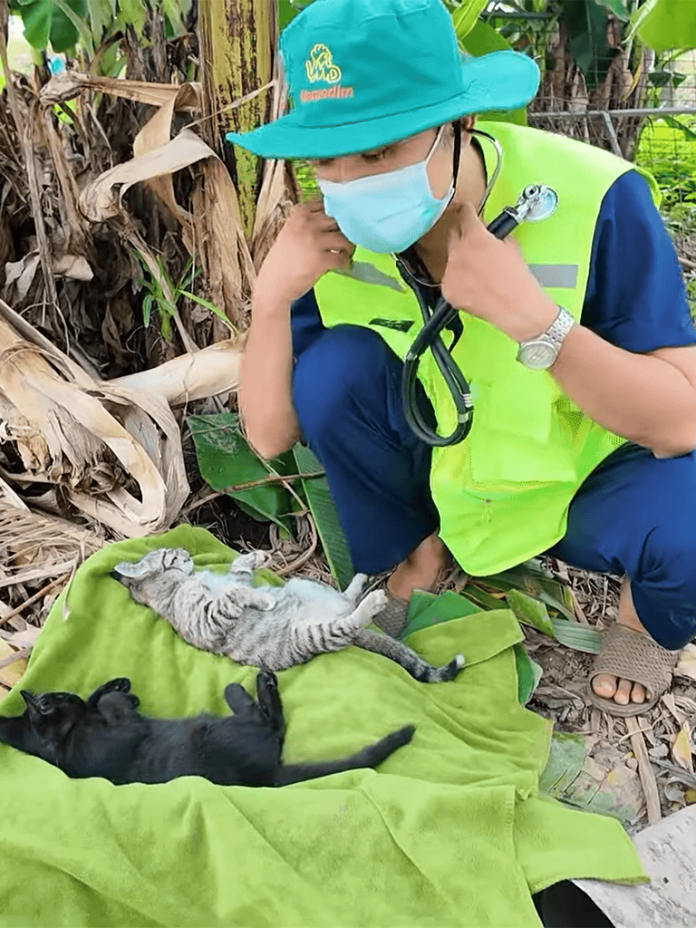 Vet caring for rescued kittens outdoors.
