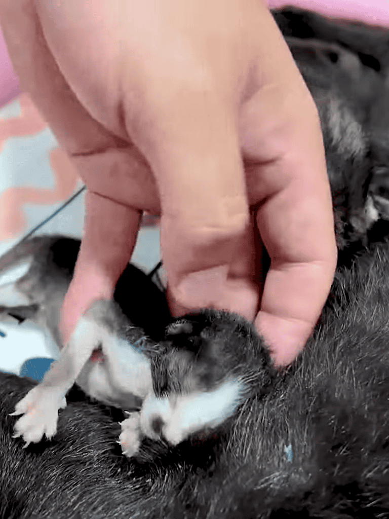 Adorable tiny puppy with black and white fur, being gently touched by human hand.