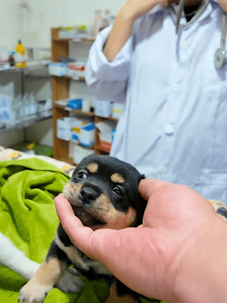 Close-up of adorable puppy in veterinarian clinic, getting checkup from vet, pet health care, veterinary care, dog health.