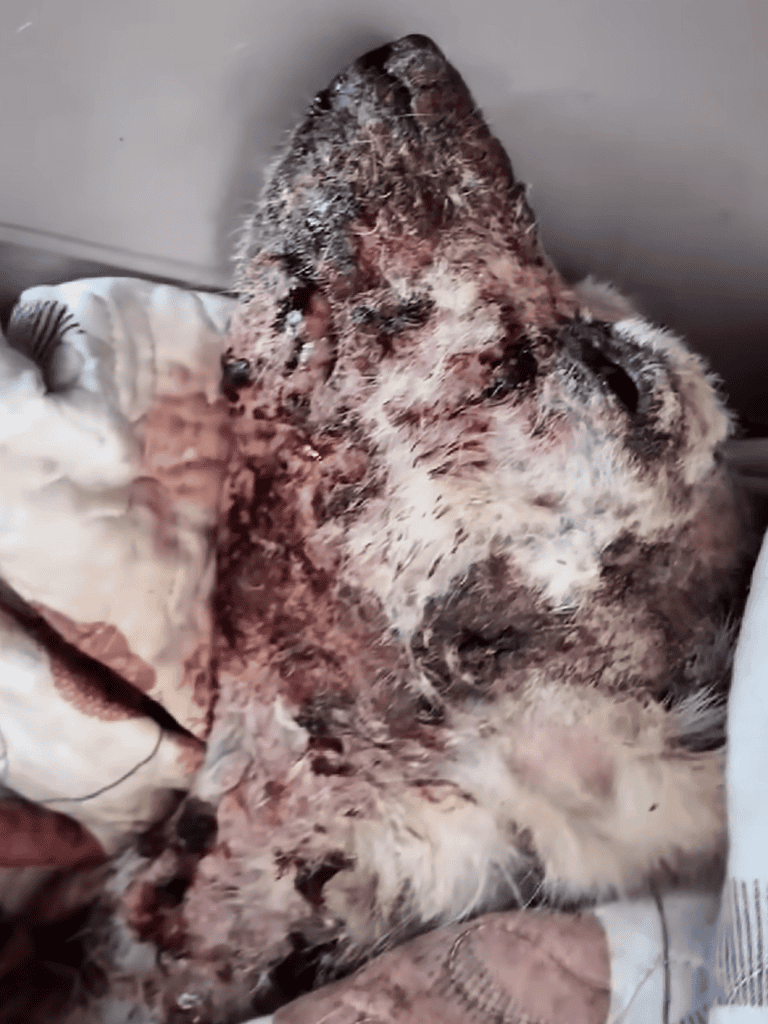 Injured dog with severe facial wounds and hair loss, requiring emergency veterinary care.