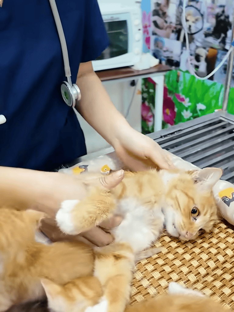 Companion animal health exam and grooming at Dogfix. Expert veterinary care for cats and dogs.