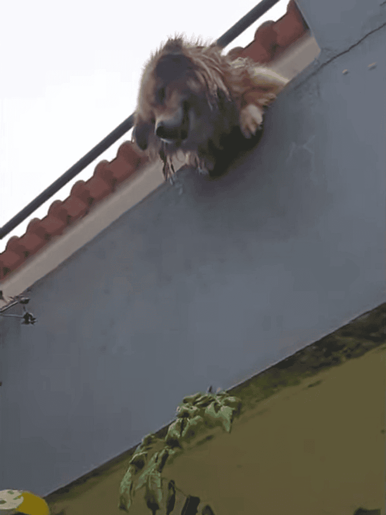 Cute puppy peering over the balcony ledge with a curious expression.