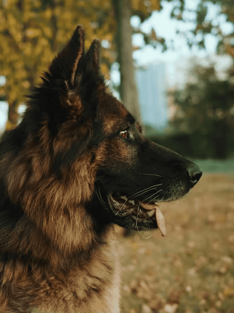 Dogwatch - German Shepherd in park.