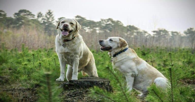 Labrador retrievers sitting on a tree stump in a forested outdoor setting.