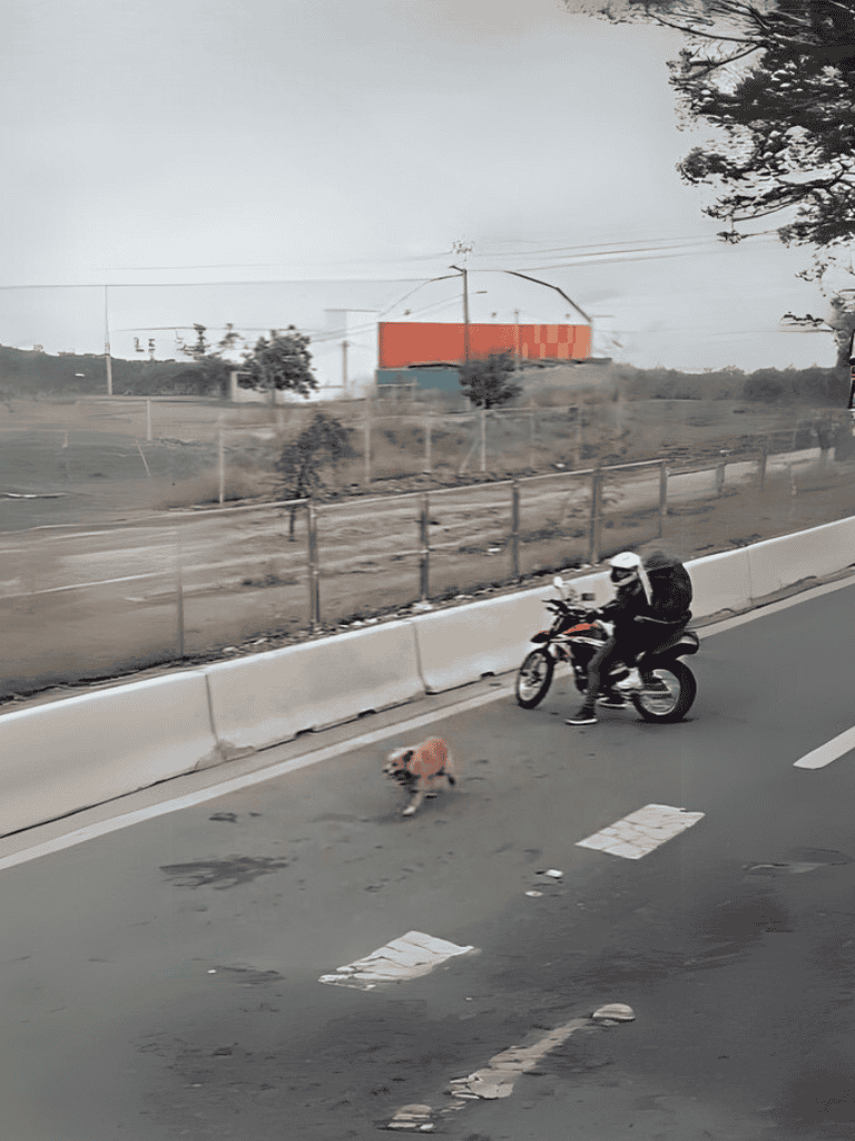 Dog running near a motorcycle on a highway.