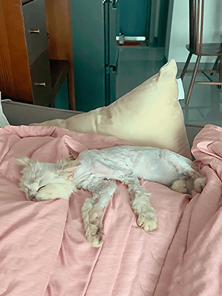 Comfortable dog resting on soft pink bed sheets.