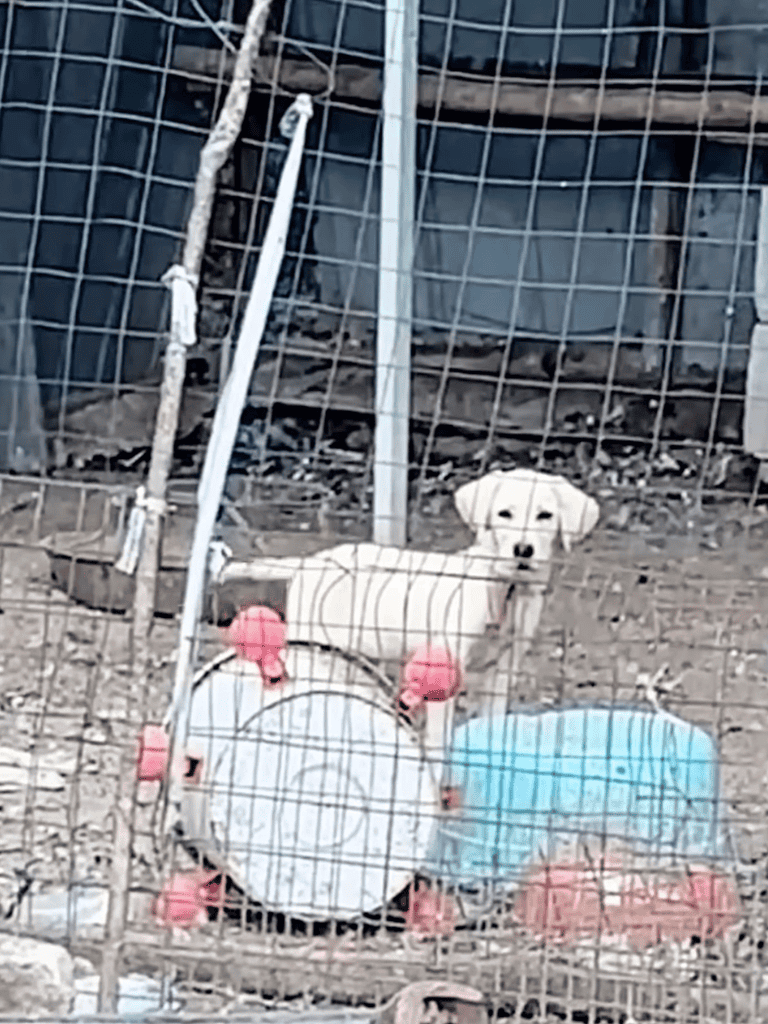 Cute puppy in a fenced outdoor dog shelter with colorful toys and play area.