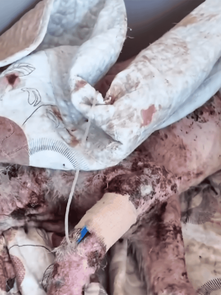 Optimal antibiotic wound care for dogs and pets.