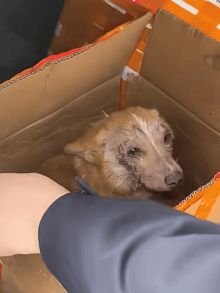 Dog rescue, puppy in a cardboard box, dirty and wet, sheltering in rescue crate, showing need for care.