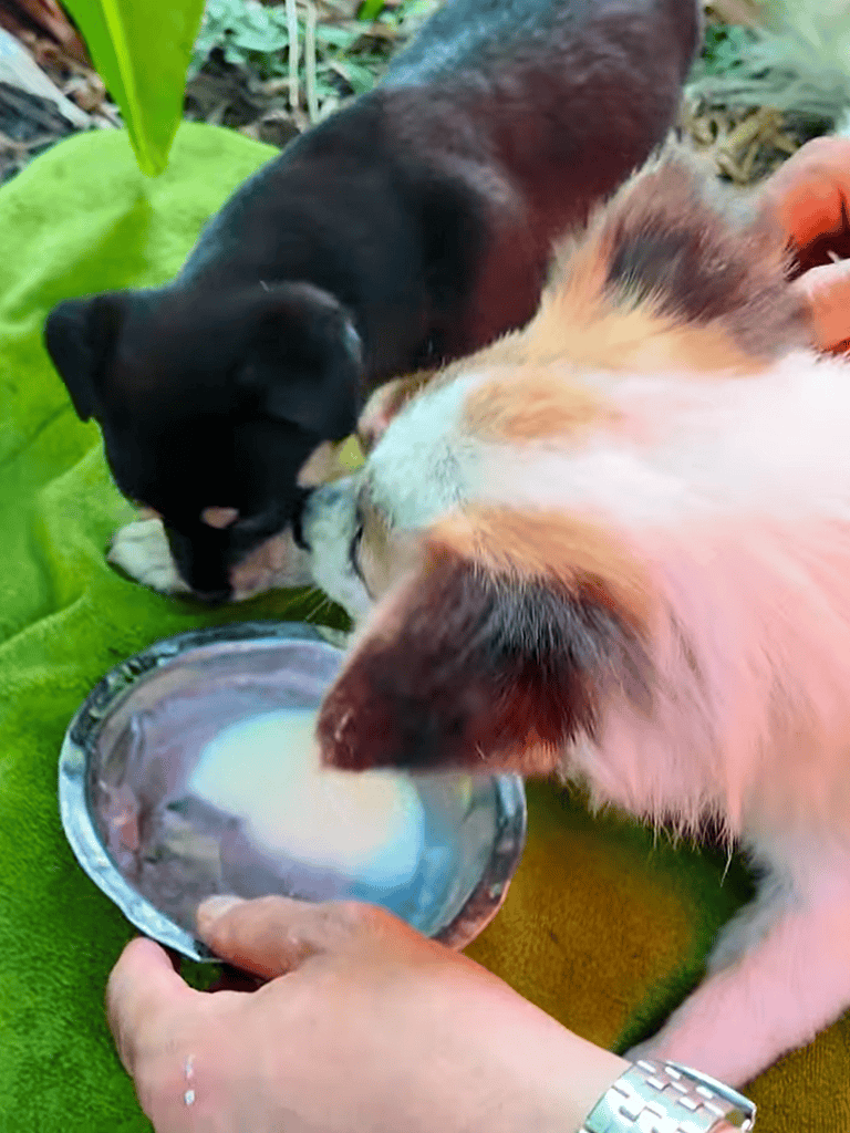 Adorable puppies drinking milk from a bowl outdoors, highlighting healthy puppy care and nurturing pet love.