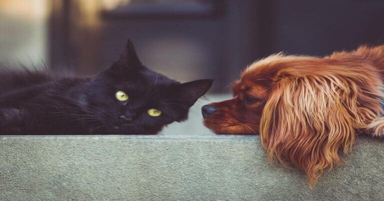 Alt text: Black cat and brown dog resting together on a carpeted floor.