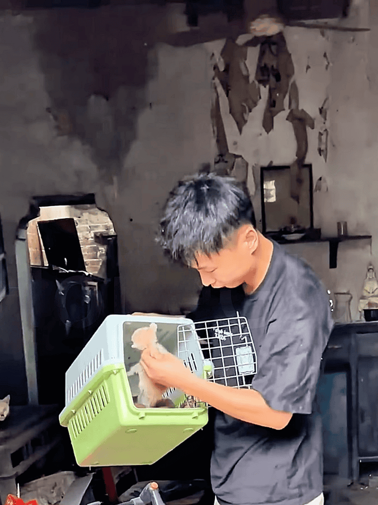 Dog grooming and rescue of a small puppy in a cozy indoor setting.