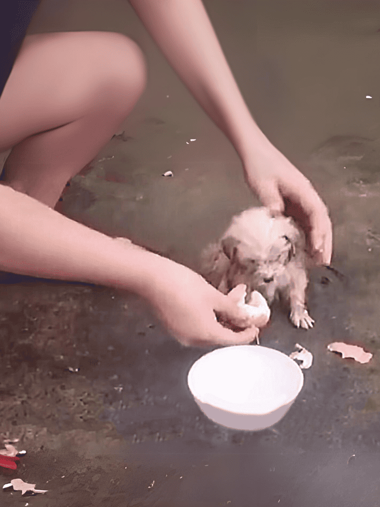 Cute puppy being washed with hands, in an outdoor setting.