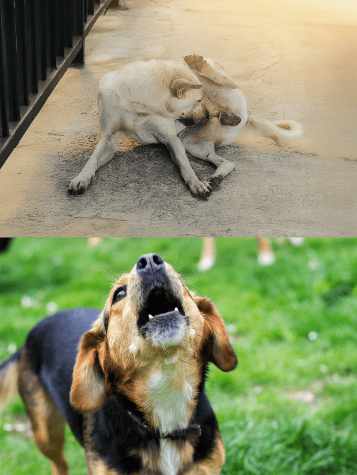 Adorable dogs grooming each other and barking loudly outdoors.