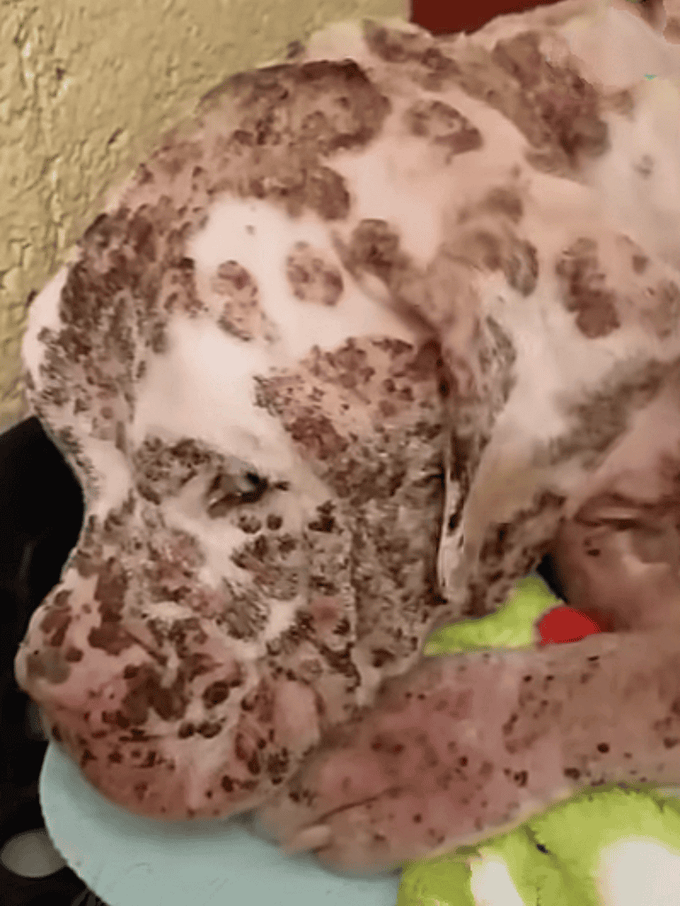 Adoptable Dalmatian puppy with unique red and white spotted coat resting with a green toy.