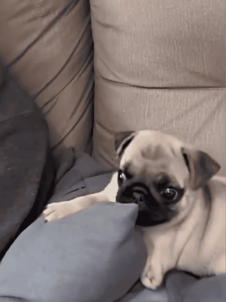 Adorable small dog biting on pillow on beige sofa.