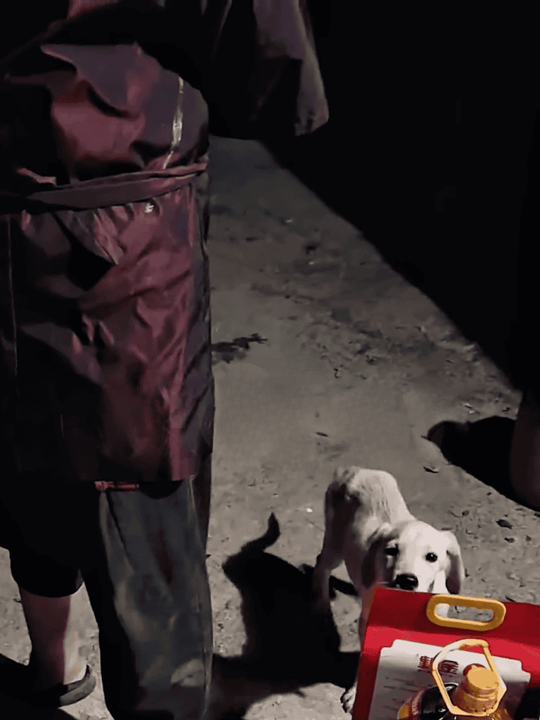 Adorable white puppy with friendly eyes, looking up for attention.