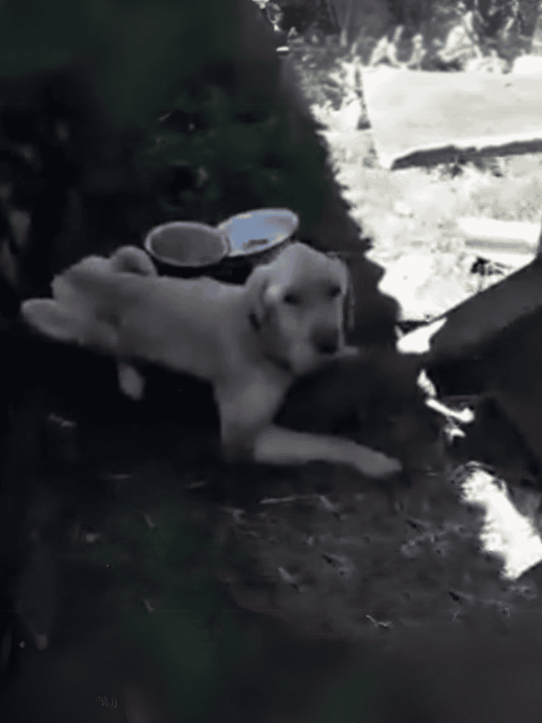 Adorable puppy wearing glasses outdoors in natural lighting.