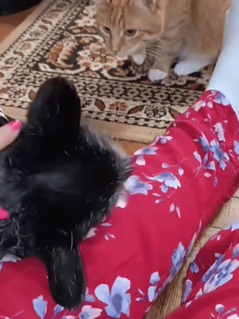 Adorable puppy playfully interacting with a curious cat indoors. Perfect for pet lover content and dog core SEO.