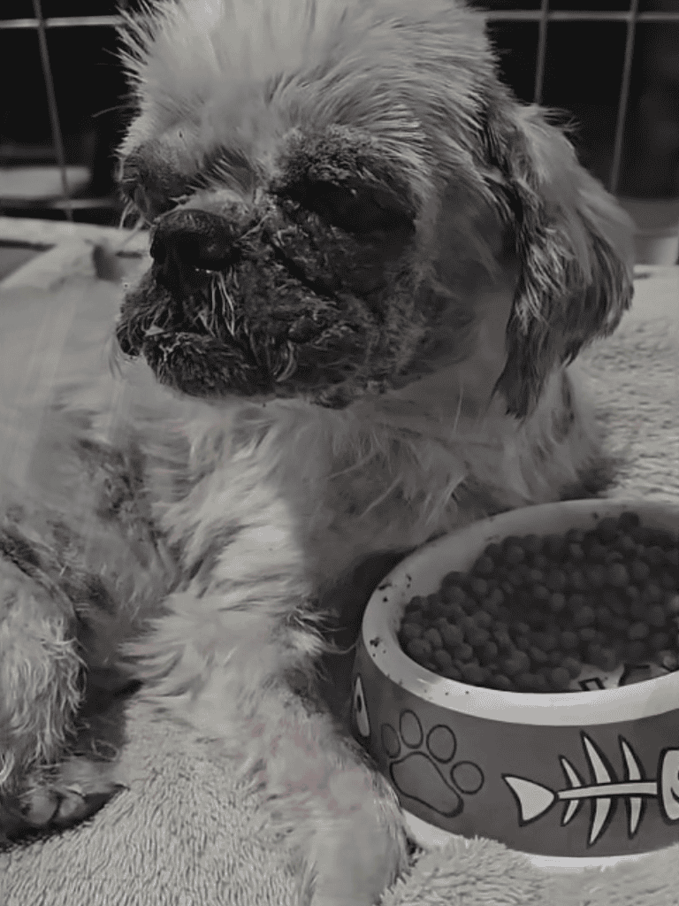 Adorable pug puppy resting with a food bowl of dry dog food, cozy indoor setting, black-and-white image.