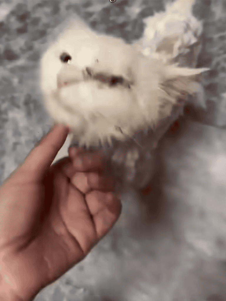 Cute fluffy white cat being petted, showing affection, inside home.