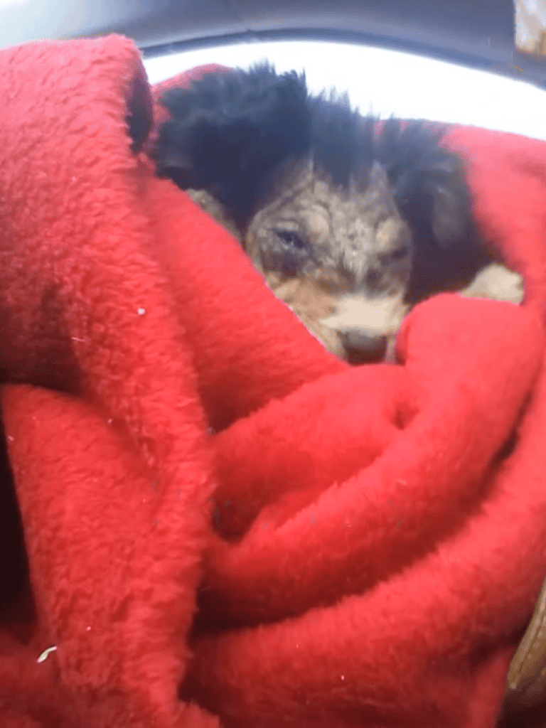 Adorable puppy snuggled in red blanket, resting peacefully.