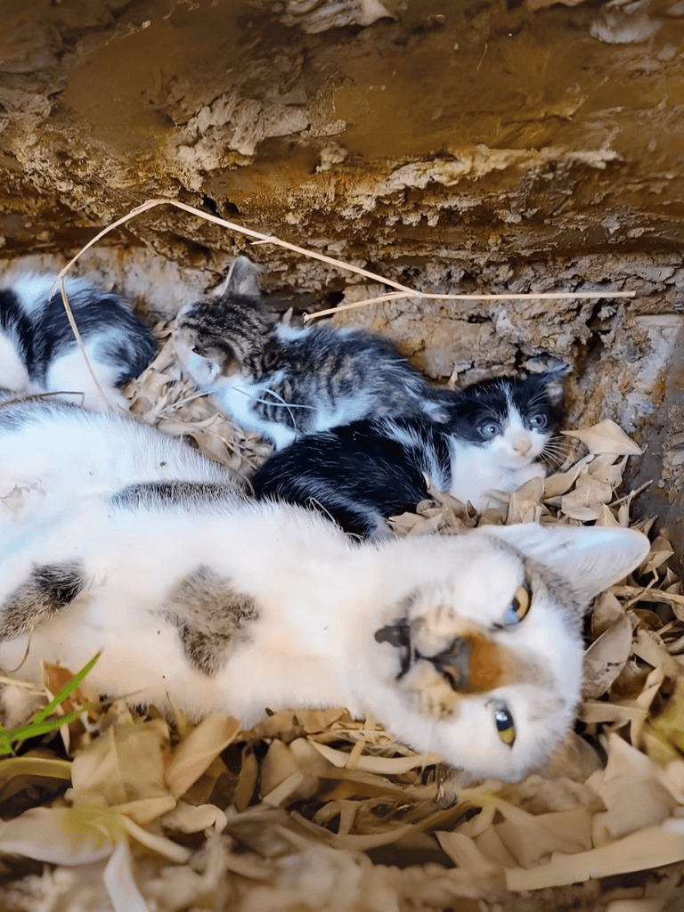 Cute kittens with mother cat on dry leaves and soil.