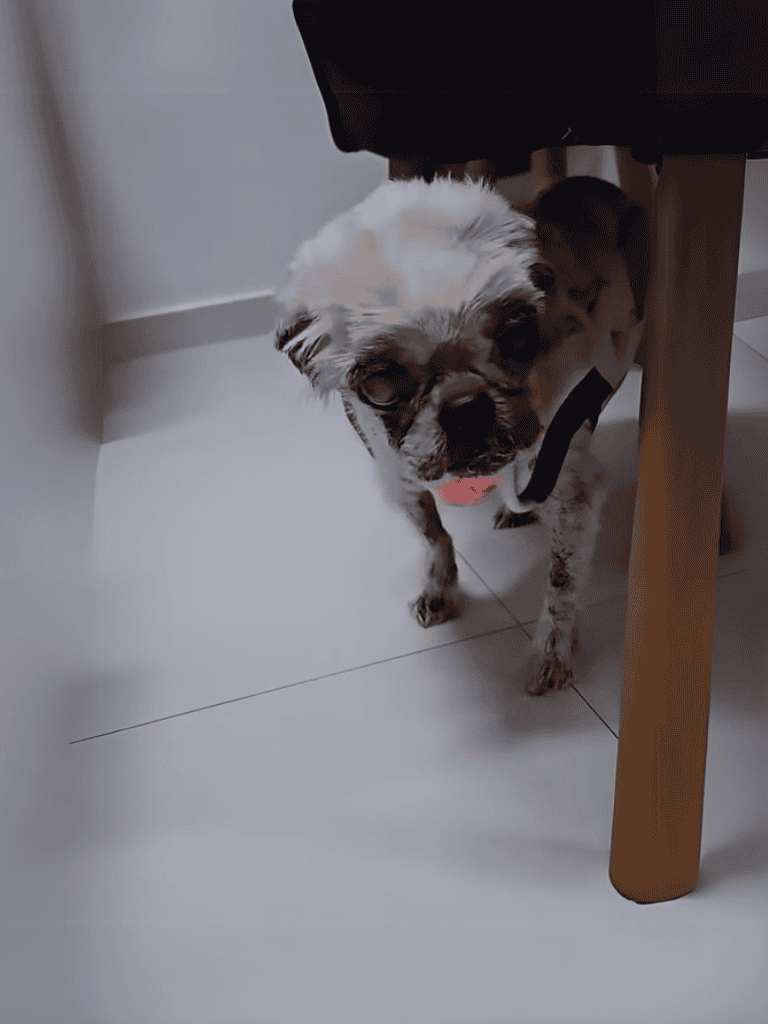 Dog hiding behind furniture, adorable small dog looking up.