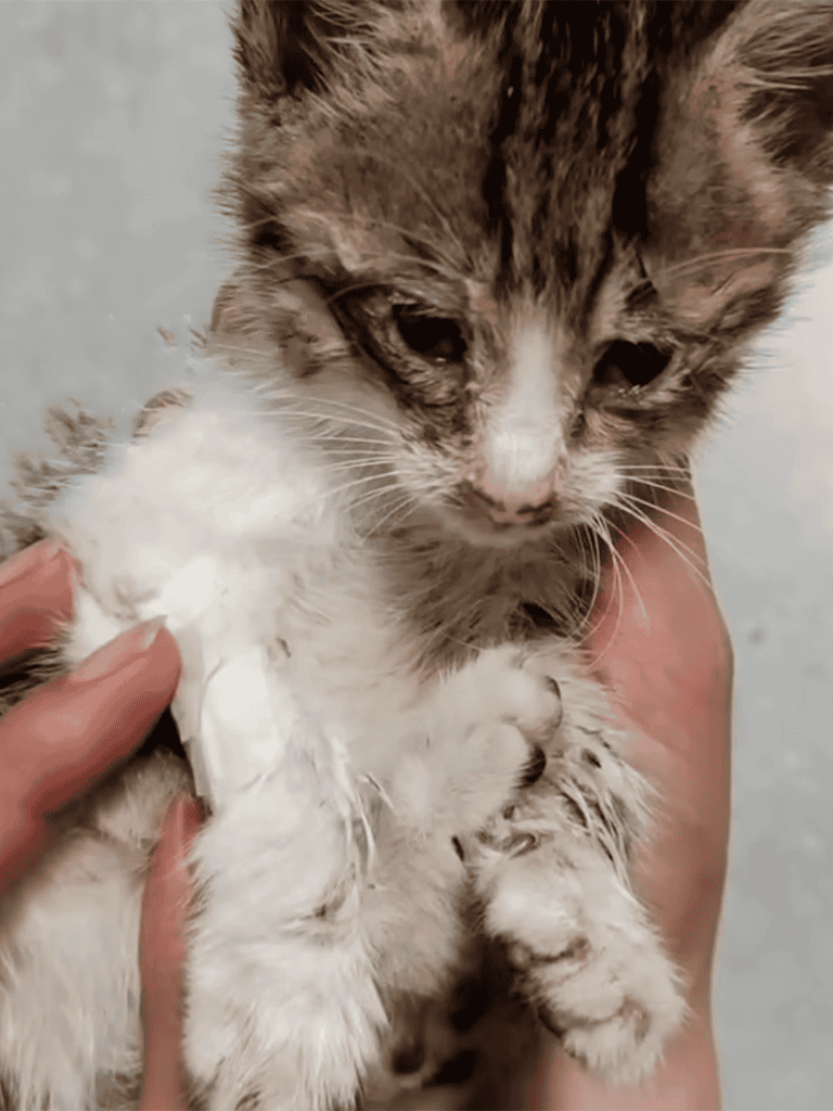 Precious kitten in need of loving home, adorable and cuddly, perfect for your family.