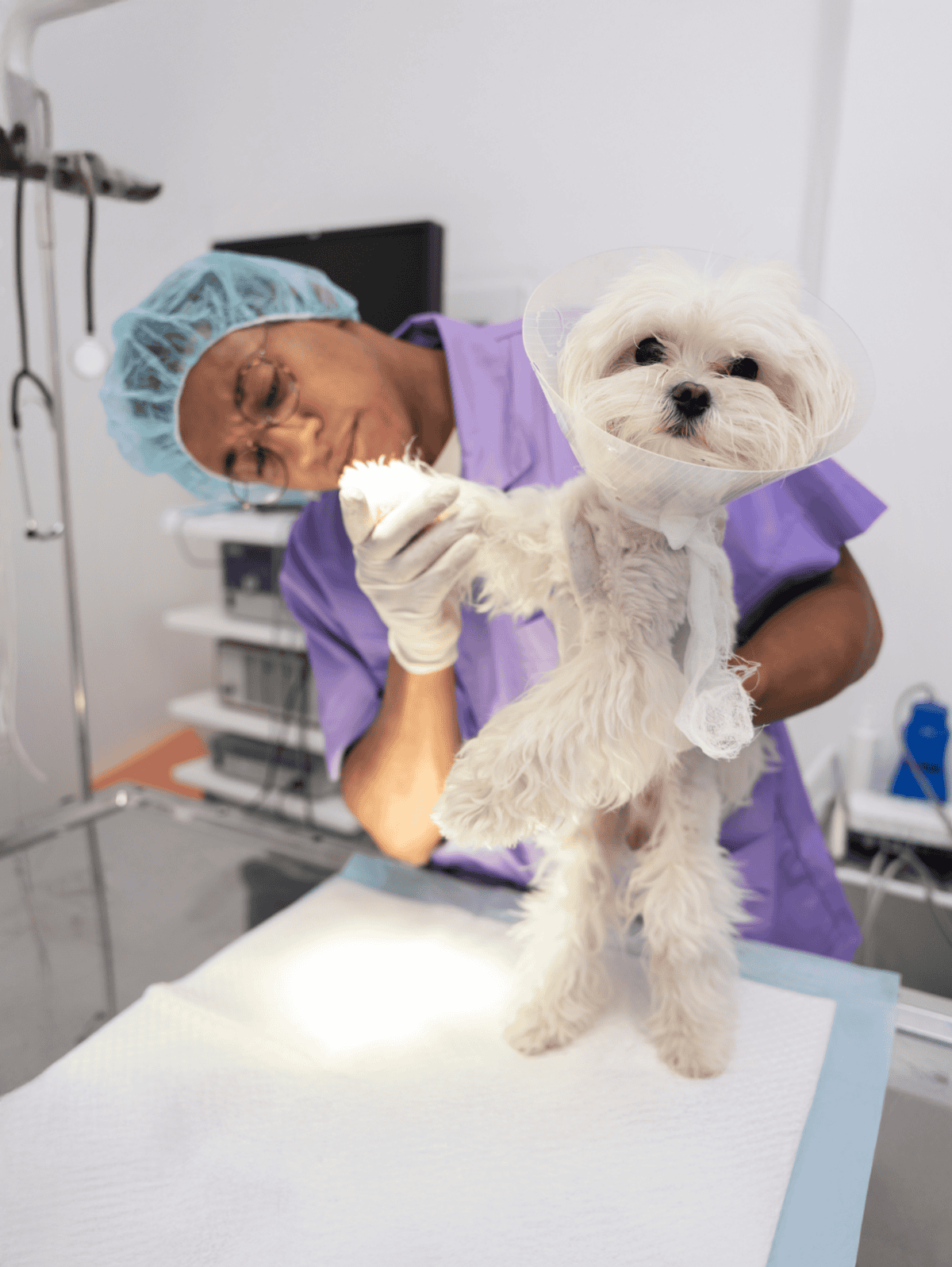 Pet surgery and treatment.
