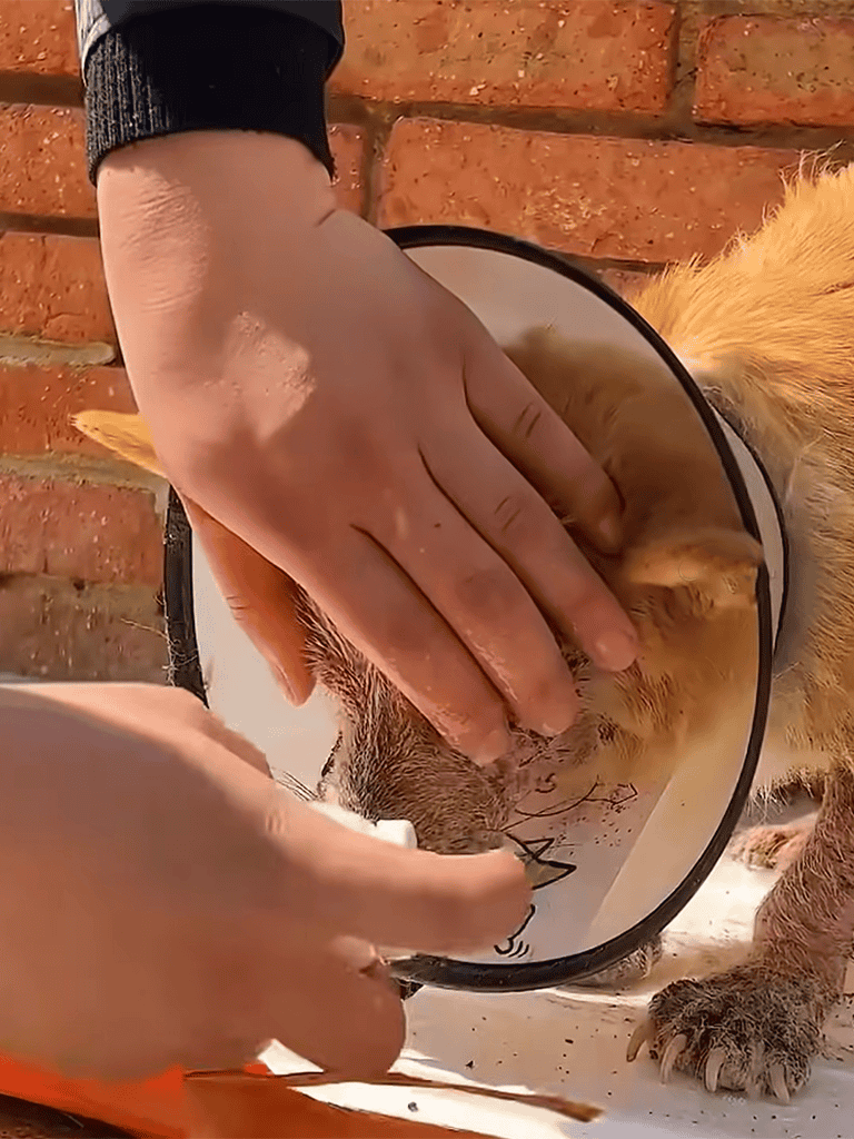 Dogselfie with Chew Toy.
