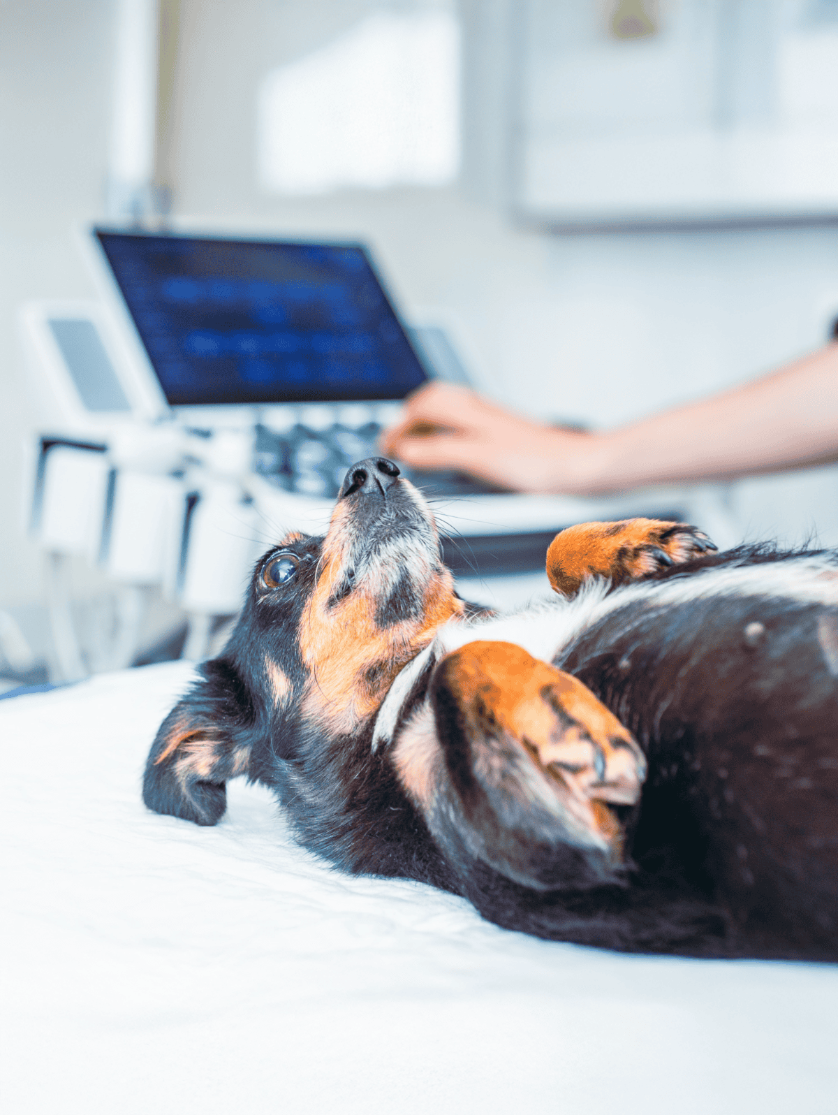 Dog relaxing on a bed while a vet tech uses a laptop, emphasizing pet health, veterinary care, and pet wellness services.