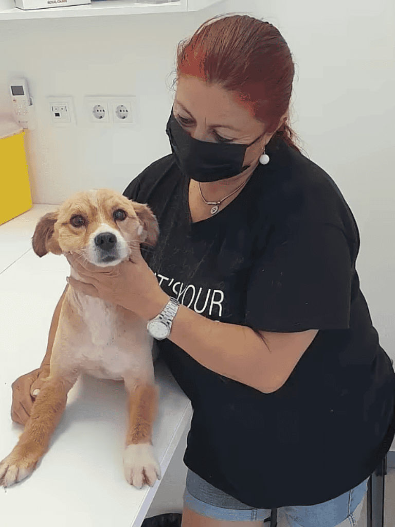 Dog being examined by vet in clinic, close-up pet health assessment.