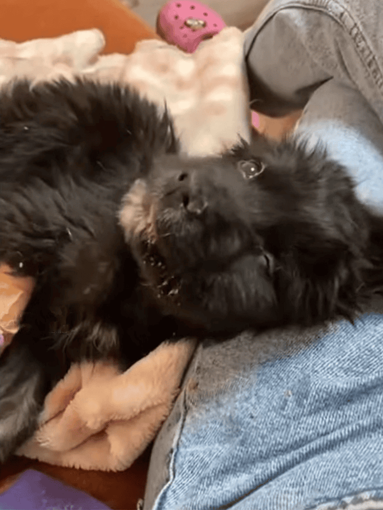 Adorable black puppy lying on soft blanket, snuggling with owner for comfort and love.