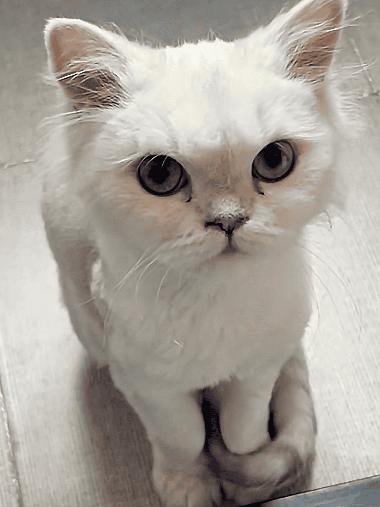 Close-up of a white cat with piercing blue eyes, sitting on a neutral tiled floor.